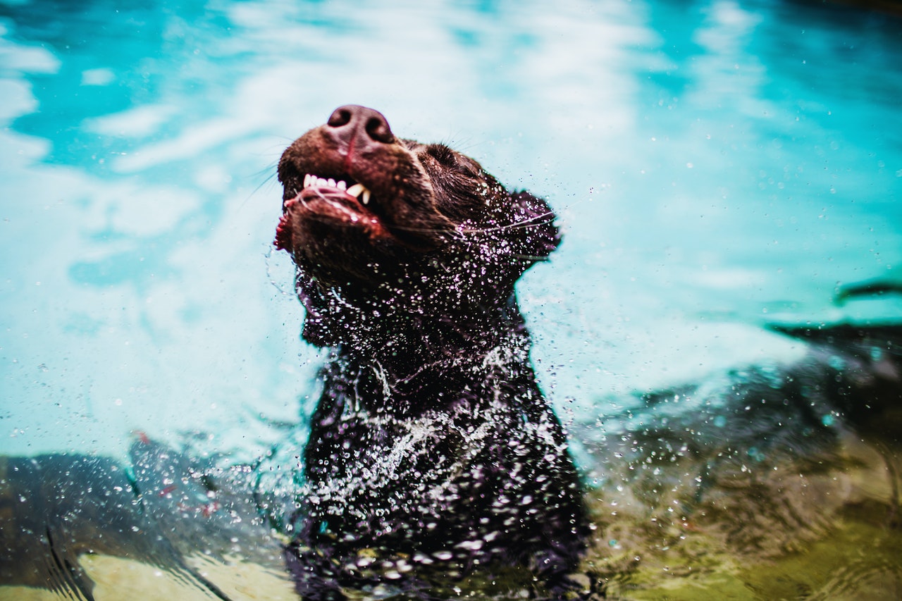 Aktivního psa, který miluje plavání, by se mělo koupat častěji.